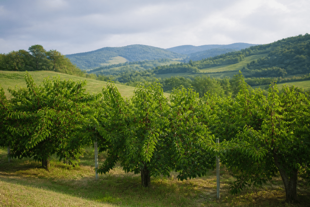 Vergers cerisiers étendus paysage rural vallonné